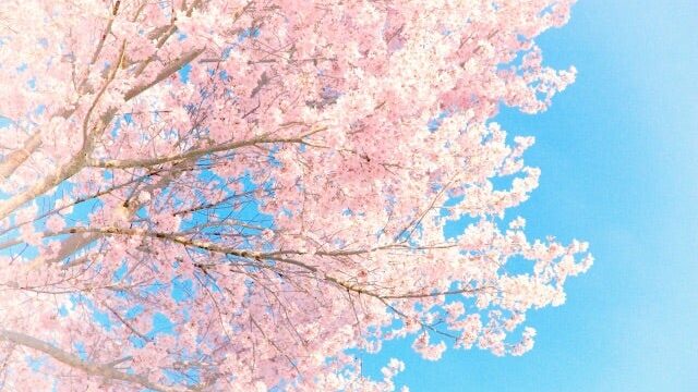 昼に咲く桜