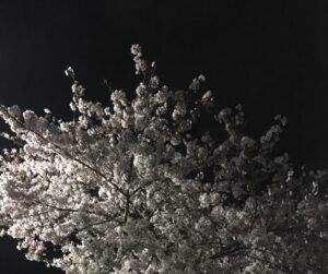 夜に咲く桜